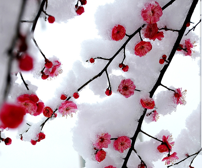 2018最美日历雪中红梅