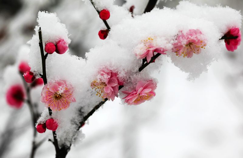 冰雪风雨它都不怕它是我的国花梅花,梅花满天下越冷它越开花梅花坚忍