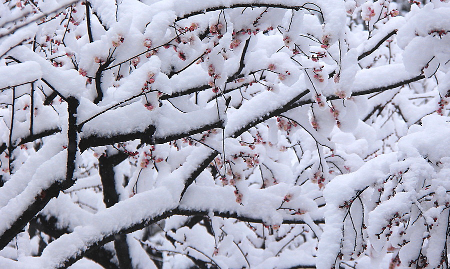 冬梅傲雪