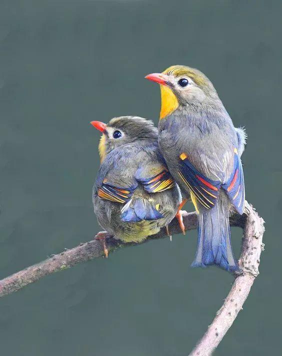 最美相思鸟,名更美,鸟语:在天愿作比翼鸟,在地愿为连理枝.