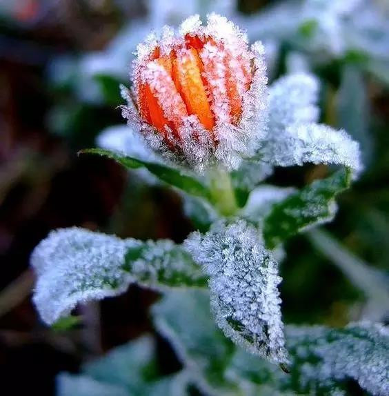 雪花飞舞美到心醉