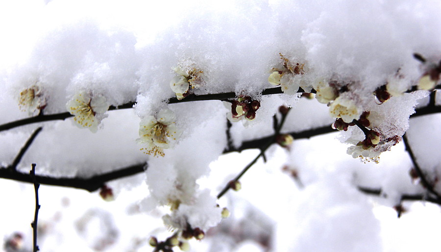 冬梅傲雪