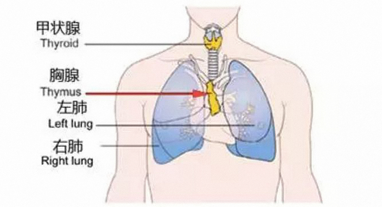 除此之外,人体的胸腺会急剧性萎缩,这是人体最重要的免疫器官