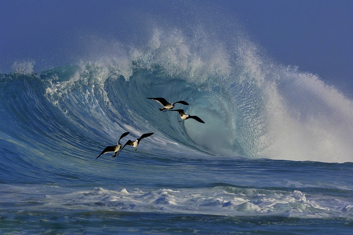 海燕在大海上飞的图片图片