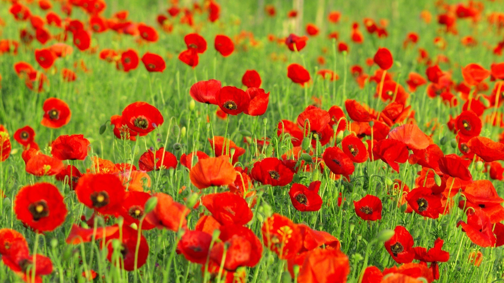 绿草掩映红花醉,红花绽放香欲浓;最是一年春好处,还看草原花正红!