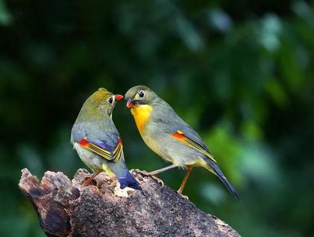 最美相思鸟,名更美,鸟语:在天愿作比翼鸟,在地愿为连理枝.
