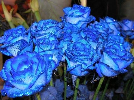 蓝玫瑰盛开的五个夜晚