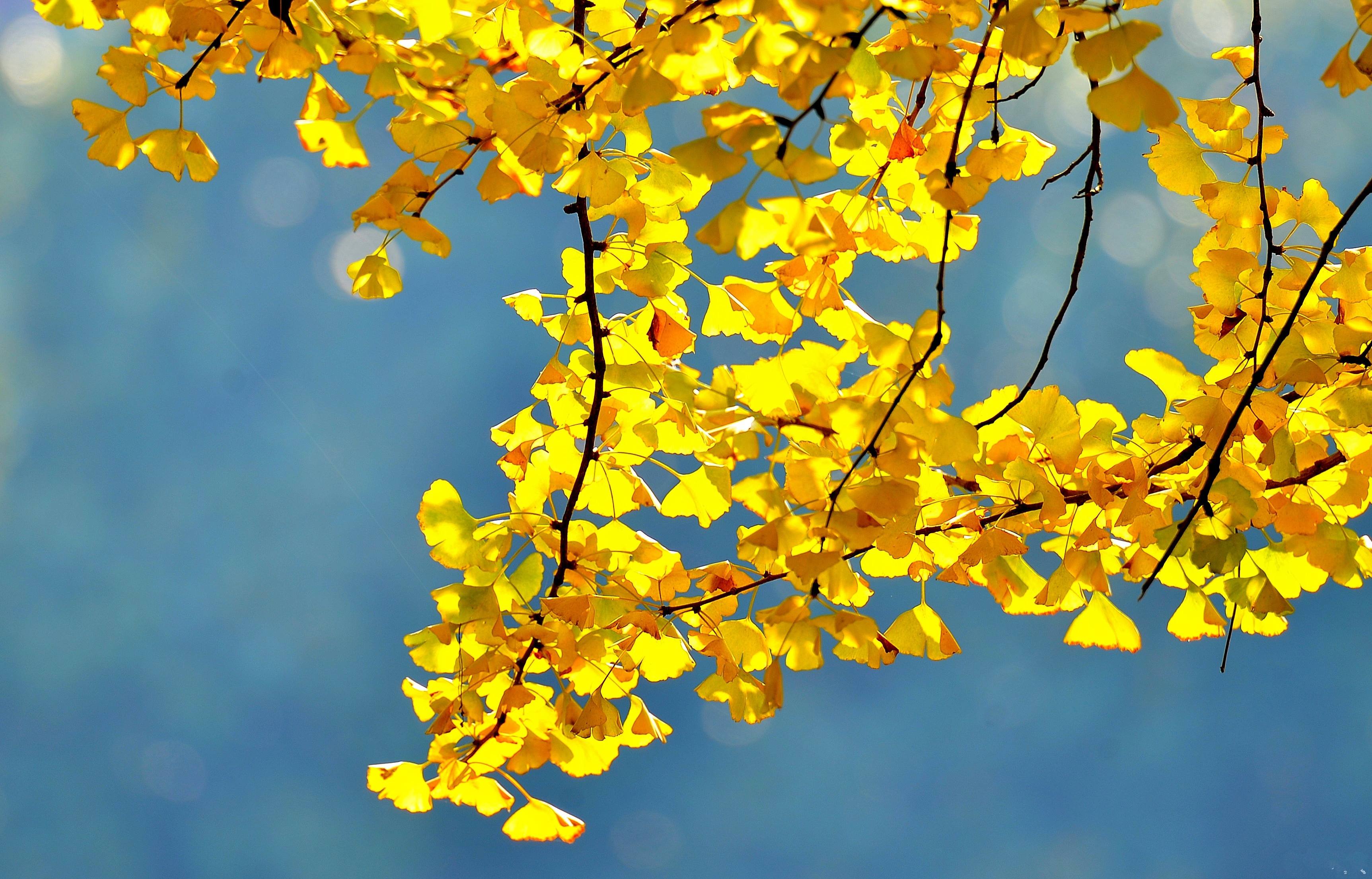 等你未央 炉火正旺时光的驿站里细数遥远的思念俯拾一叶落黄叫烛光唤