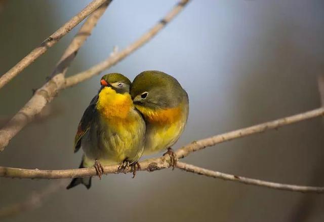 最美相思鳥,名更美,鳥語:在天願作比翼鳥,在地願為連理枝.