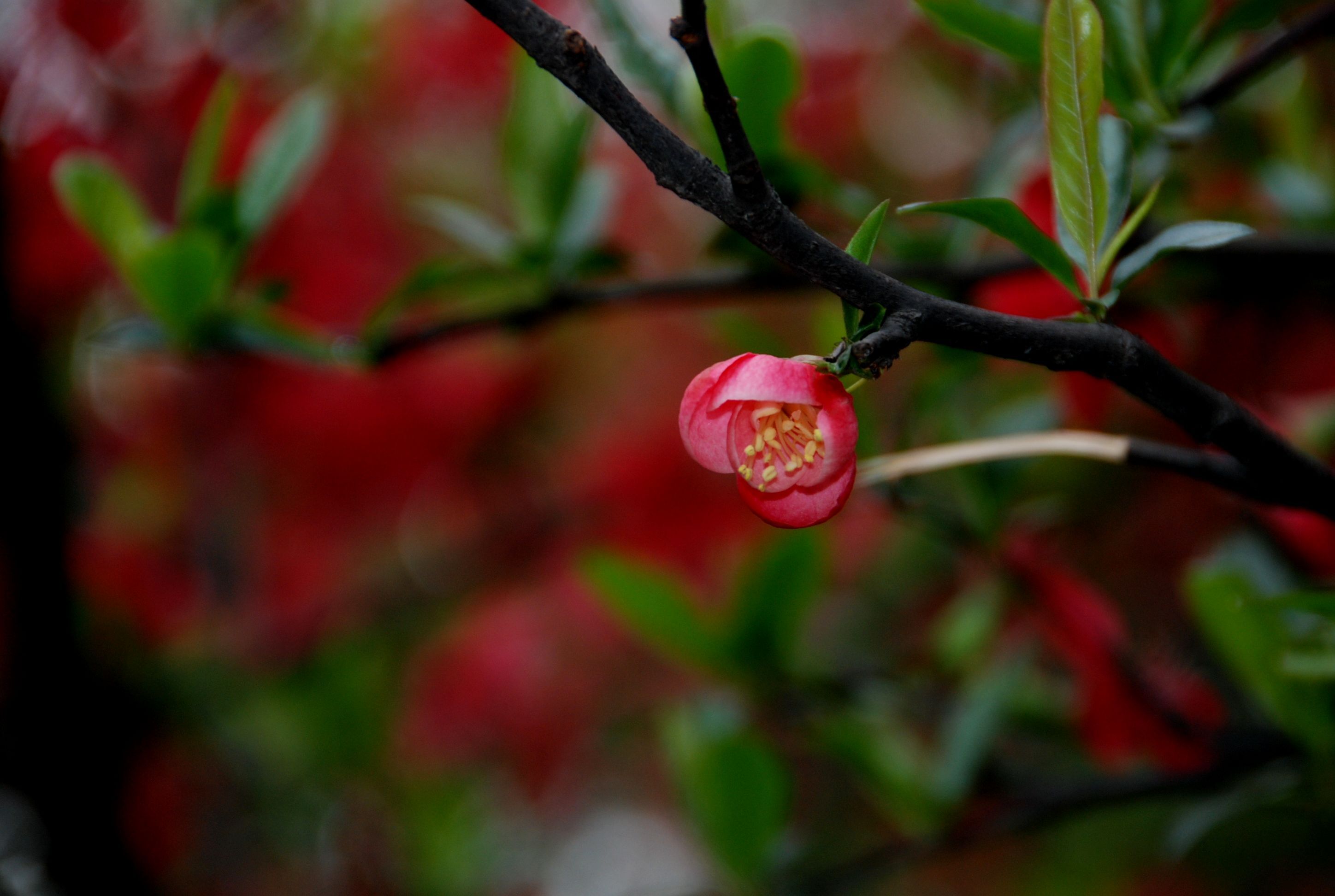 解读歌曲红梅赞