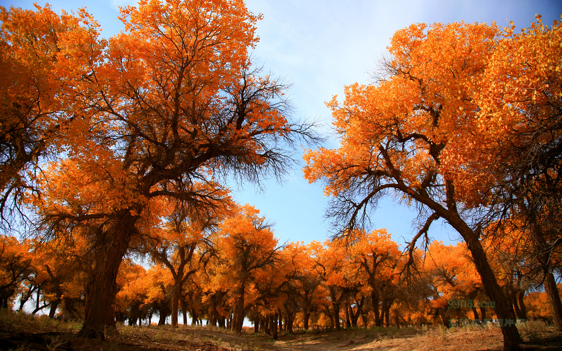磊明朗诵大漠胡杨作者烟雨苍茫