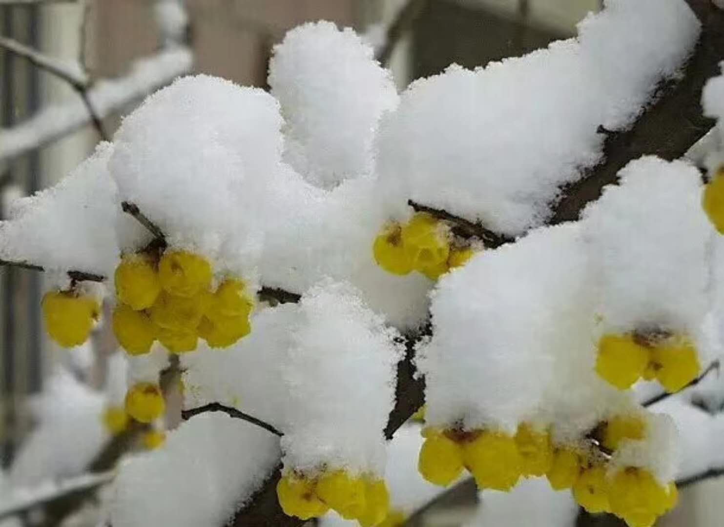 一剪寒梅傲立雪中