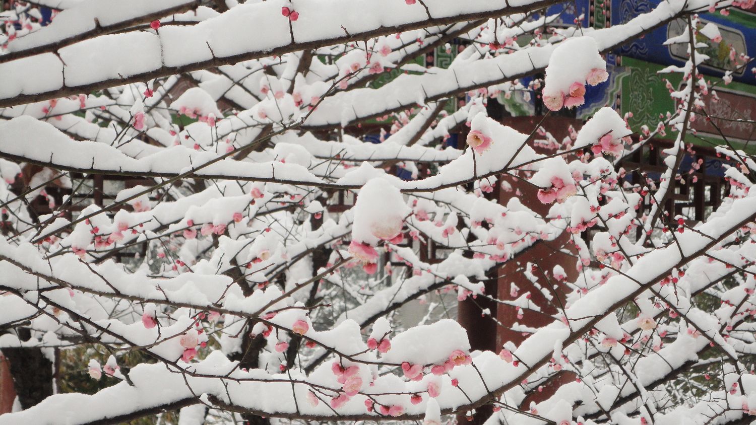 因为我知道,它不惧怕寒风刺骨,也不惧怕漫天大雪,它是万花之中的强者!