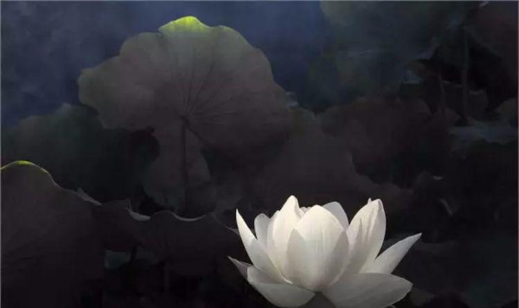 莲痴72岁老人拍荷41年去世前一天还在拍第一张就惊艳了