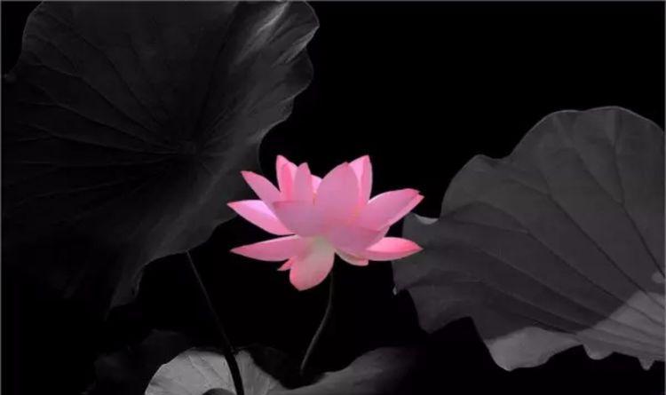 莲痴72岁老人拍荷41年去世前一天还在拍第一张就惊艳了